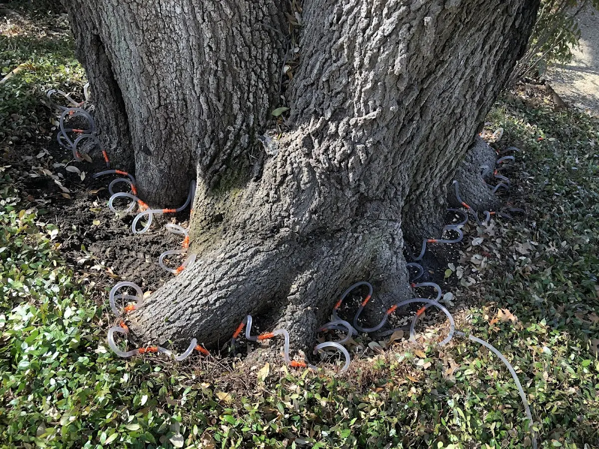 Detailed Tree Cabling and Bracing job site in Darien Center