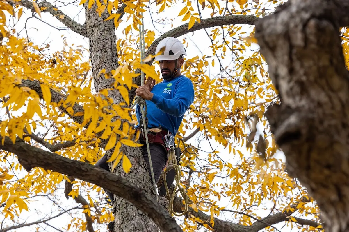 Skilled Tree Pruning crew working in Darien Center
